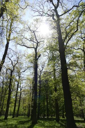 Tiergarten de Hanovre